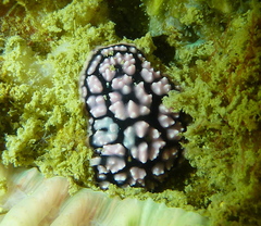 Phyllidiella pustulosa