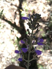 Salvia thyrsiflora