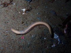 Glyceridae