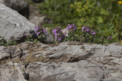 Thymus caucasicus