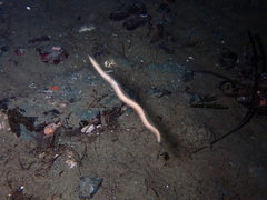 Glyceridae