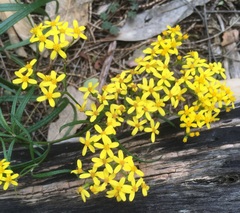 Senecio linearifolius linearifolius