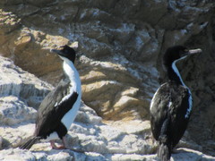 Leucocarbo carunculatus