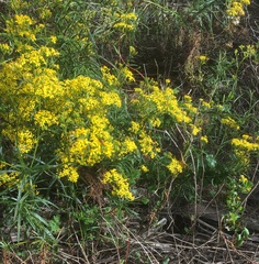 Senecio linearifolius linearifolius