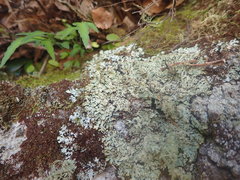 Menegazzia eperforata