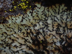 Menegazzia eperforata