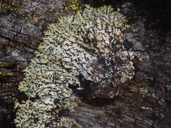 Menegazzia eperforata