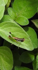 Methiolopsis geniculata