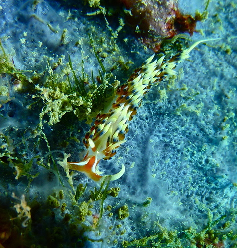 Indian Caloria (Caloria indica)