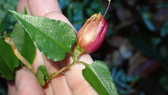 Tripterospermum luzonense