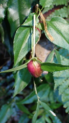 Tripterospermum luzonense