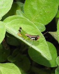 Methiolopsis geniculata