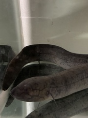 Lepidosiren paradoxa