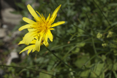 Tragopogon colchicus