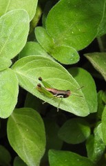 Methiolopsis geniculata