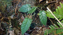 Rubus kawakamii