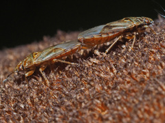 Chilacis typhae