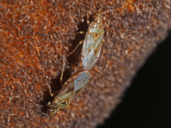 Chilacis typhae