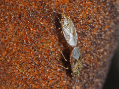 Chilacis typhae