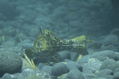 Aplodactylus arctidens