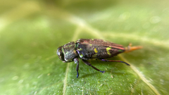 Chrysobothris richteri