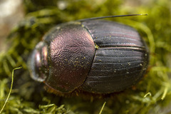 Onthophagus australis