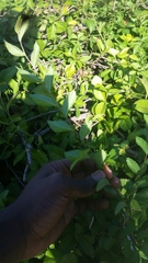 Euonymus fortunei