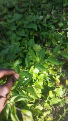 Euonymus fortunei