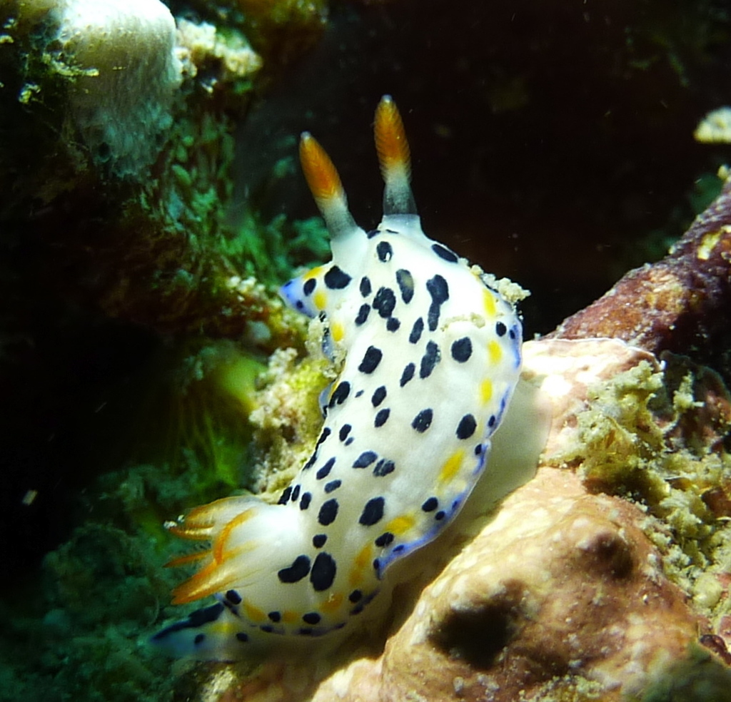 Maritime Nudibranch