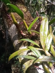 Ploiarium