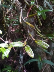 Ploiarium