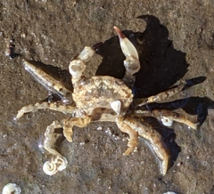 Lophopanopeus leucomanus