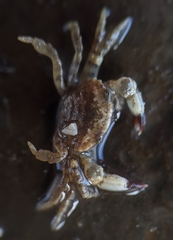 Lophopanopeus leucomanus