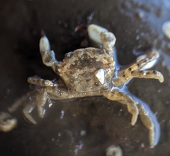 Lophopanopeus leucomanus