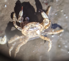 Lophopanopeus leucomanus