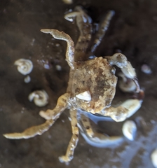 Lophopanopeus leucomanus