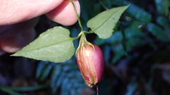 Tripterospermum luzonense