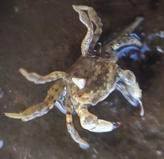 Lophopanopeus leucomanus