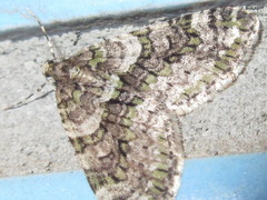 Esakiopteryx volitans