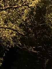 Glaucidium brasilianum