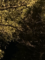 Glaucidium brasilianum