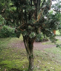 Podocarpus oleifolius