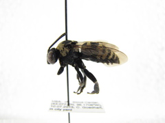 Triepeolus concavus