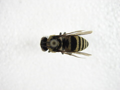 Triepeolus concavus