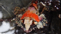 Oligocottus rubellio