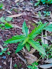 Girardinia diversifolia