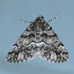 Lipogya exprimataria