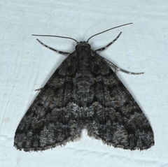 Lipogya exprimataria
