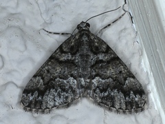 Lipogya exprimataria