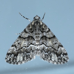 Lipogya exprimataria